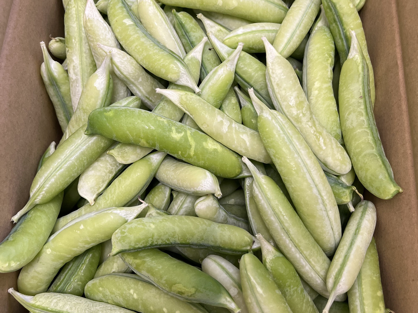 関西の春を告げる味わい うすいえんどう 4kg：和歌山県産の