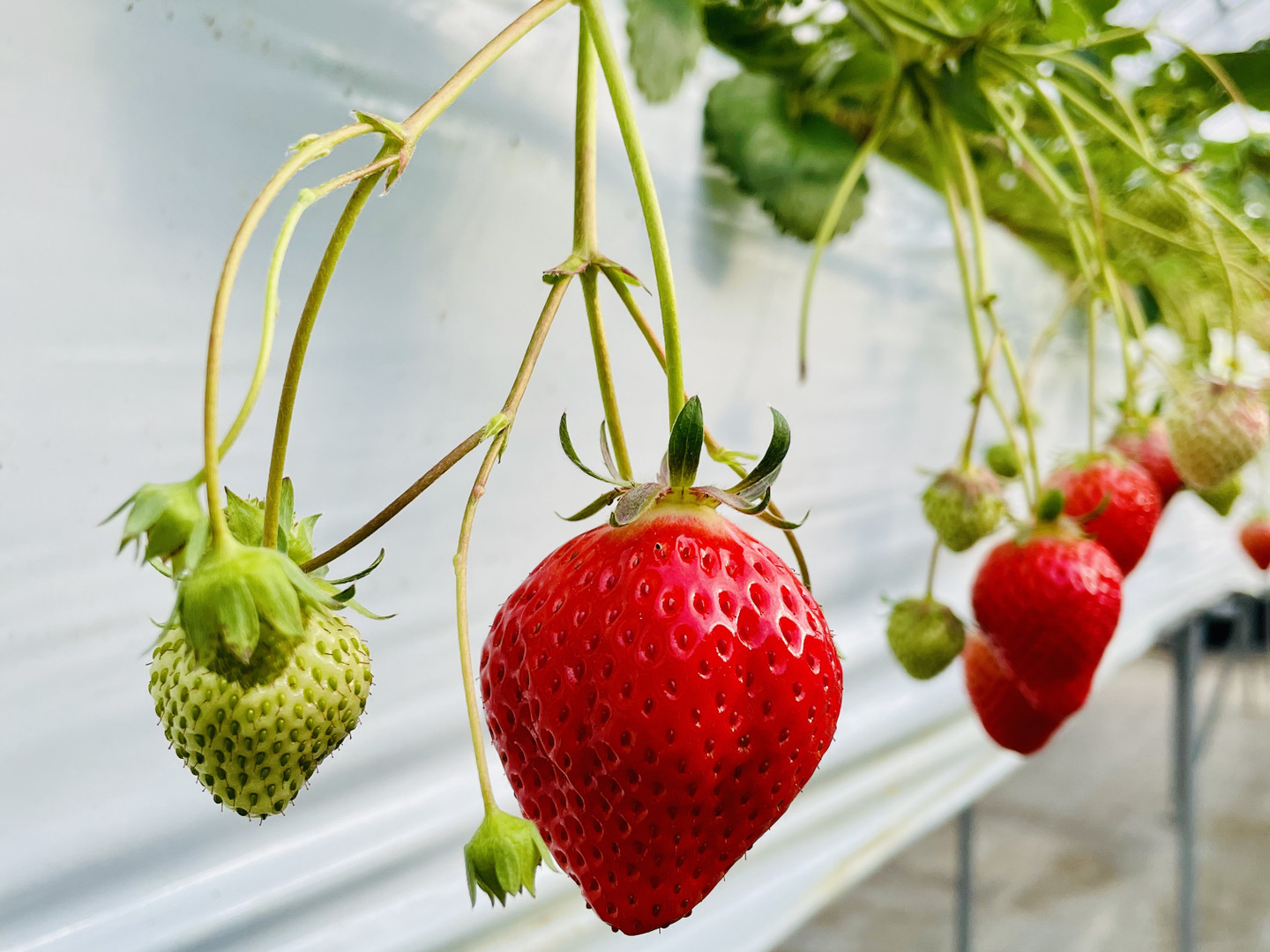 香川県オリジナルブランド🍓特選『さぬきひめ』400g化粧箱：香川