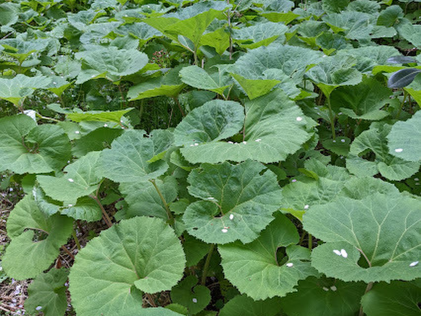予約販売 朝採り！】今が旬！ 天然ふき やわらかくてシャキシャキ！！ 野菜