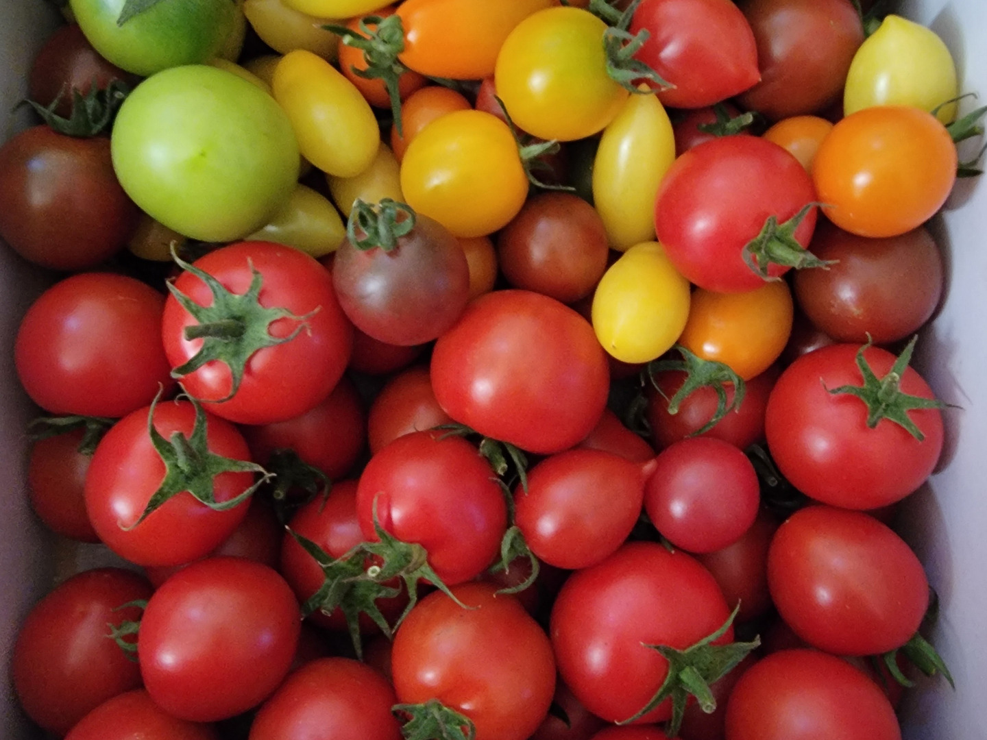 トマト ZM1.8】【食べ比べ】皮が薄くジューシーなゼッピン娘 × 映える