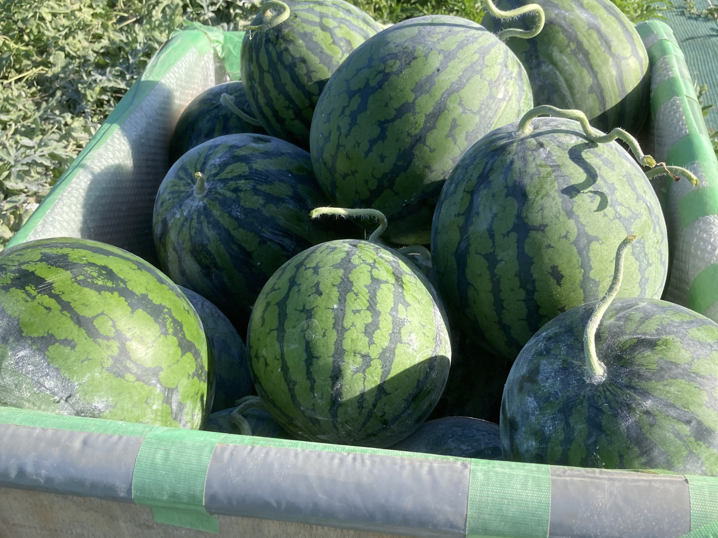 農家直送！三浦市産大玉スイカ8kg以上1玉！：神奈川県産のその他