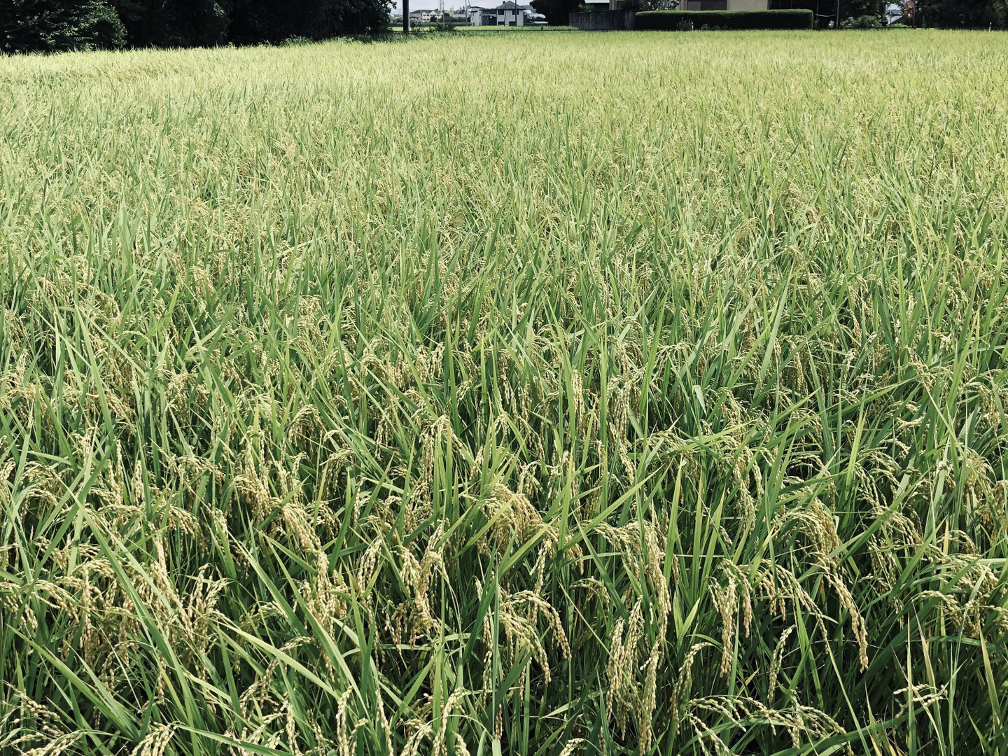 公式限定 福袋 - 公式通販オンラインショップ 令和六年産新米栃木県産美味しいコシヒカリ遠藤さんのお米5k 米・雑穀・粉類