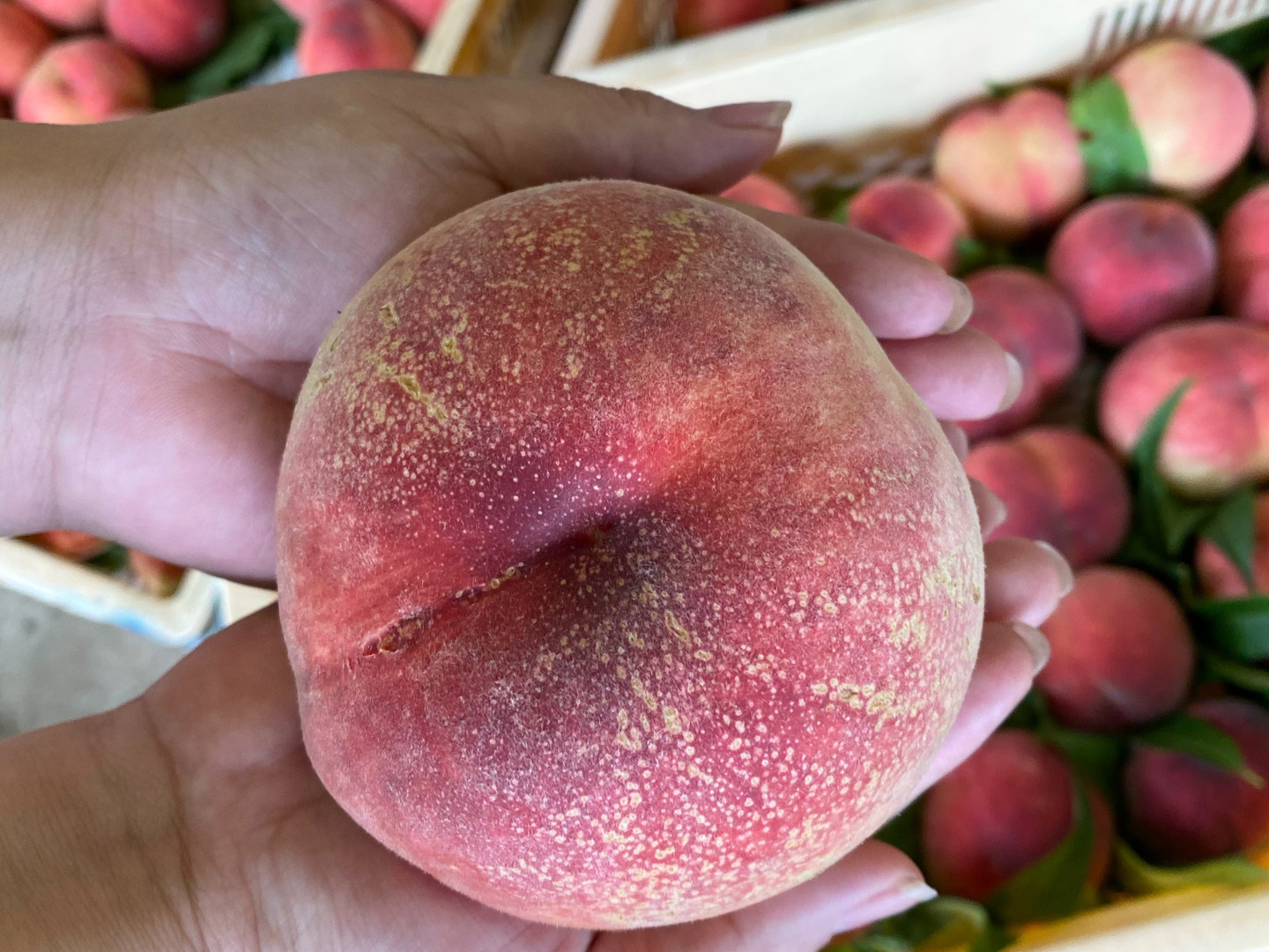 即日発送【本州の方向け】でっかい桃 山梨の桃 2kg：山梨県産