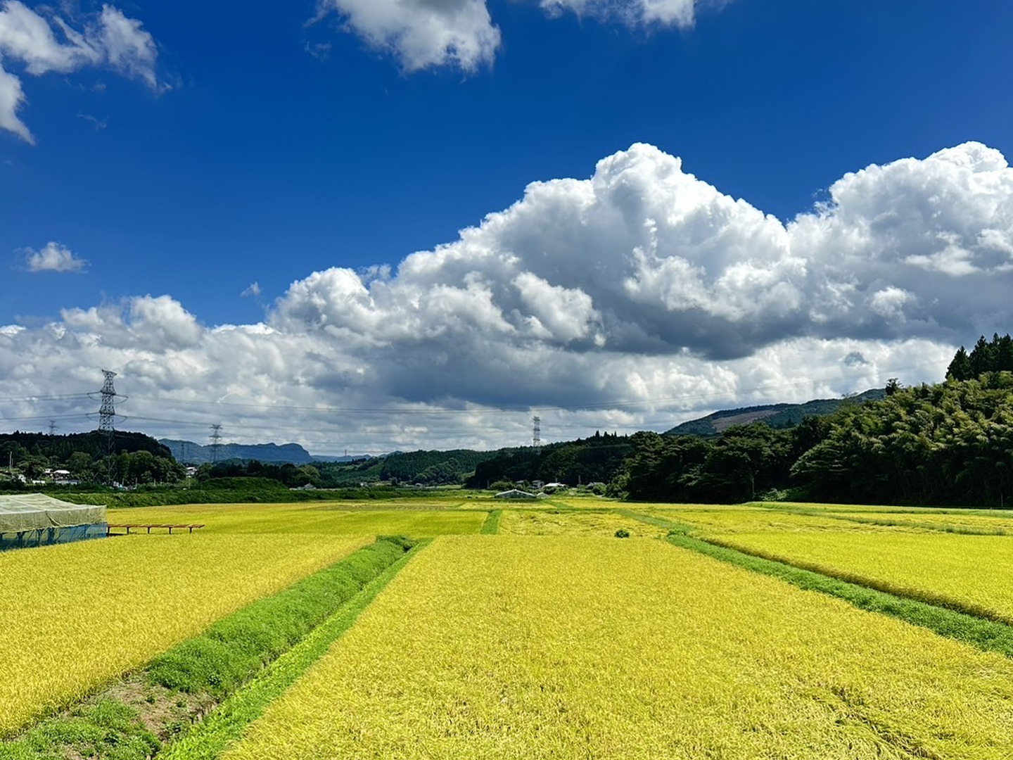 令和6年度新米コシヒカリ5.5kg茨城県大子町産:茨城県産の 令和6年度新米コシヒカリ5.5kg茨城県大子町産:茨城県産の