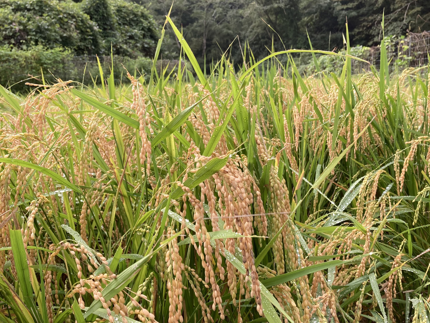 令和8年新米】湧水で育てた棚田米 ひとめぼれ 特別栽培米 大分県産 5kg