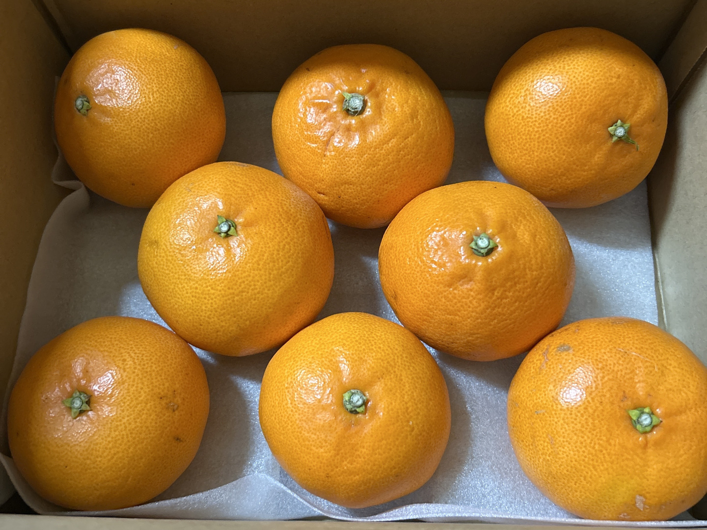 【オンライン限定商品】  柑橘の大トロ！】せとか（ご家庭用・2㎏）※2月下旬順次発送 果物