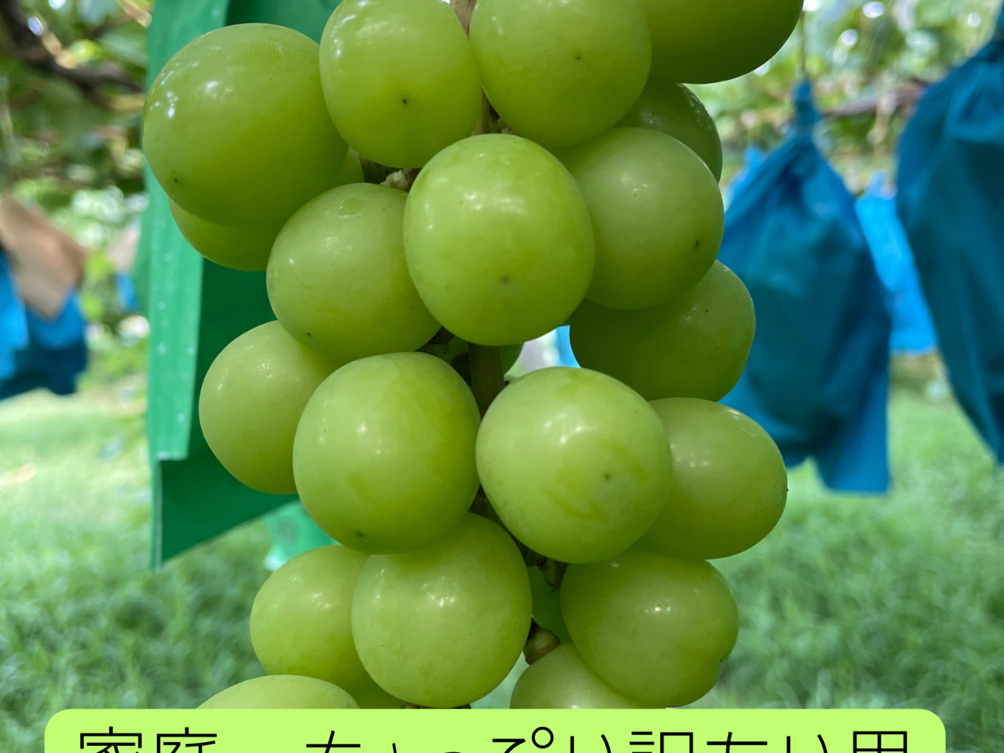 クール便🟢家庭用🟢ちょっぴり訳あり☆朝どれ種なしシャイン
