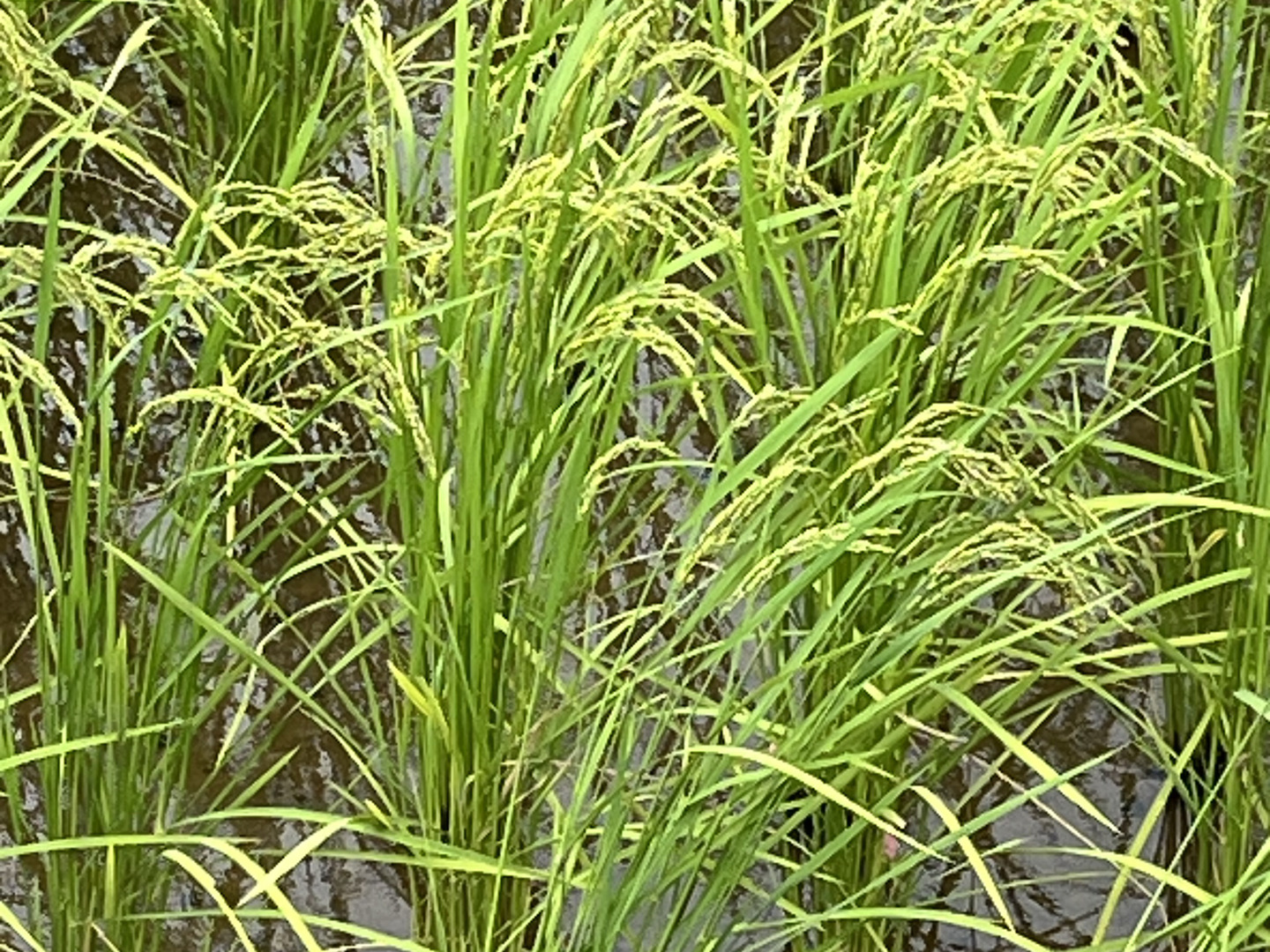 いちご様用！令和２年度！佐賀県産！自然栽培！「伊勢ヒカリ」玄米10kg 令和7年新米】自然栽培「ゆうだい21」玄米10kg ＋ 「伊勢