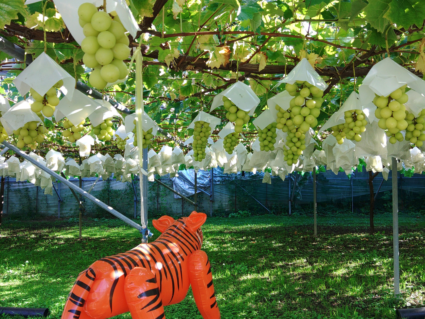 🍇朝採り🍇1房500g超えの果汁たっぷり完熟前のシャインマスカット(4kg