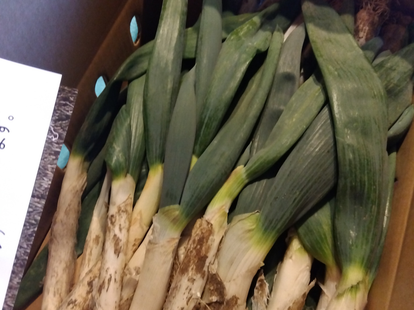 下仁田ネギ　本場馬山地区産 本場下仁田産！ 下仁田ネギ 2㎏：群馬県産の下仁田ねぎ｜食べ