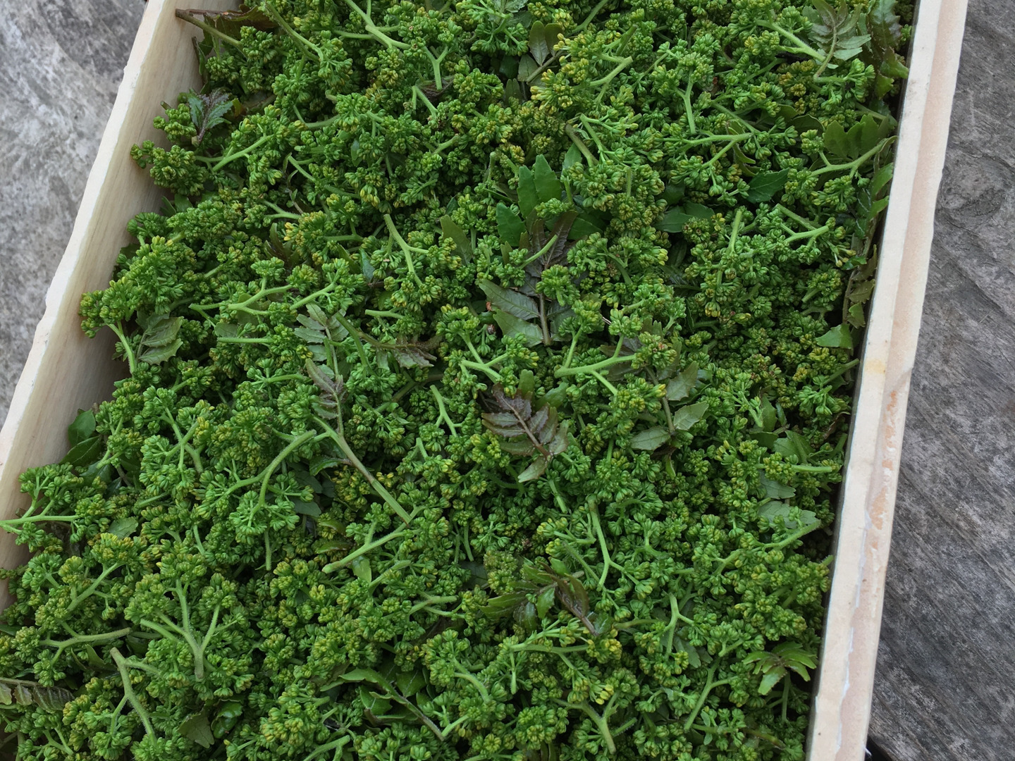 【めっちゃ変わる】 545406312486a6ff229ea94bf9d1c6 野菜