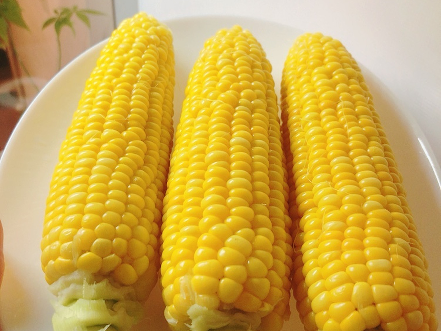 旬割引✨】朝の採りたて発送！とうもろこし🌽10本+1本【本州の方