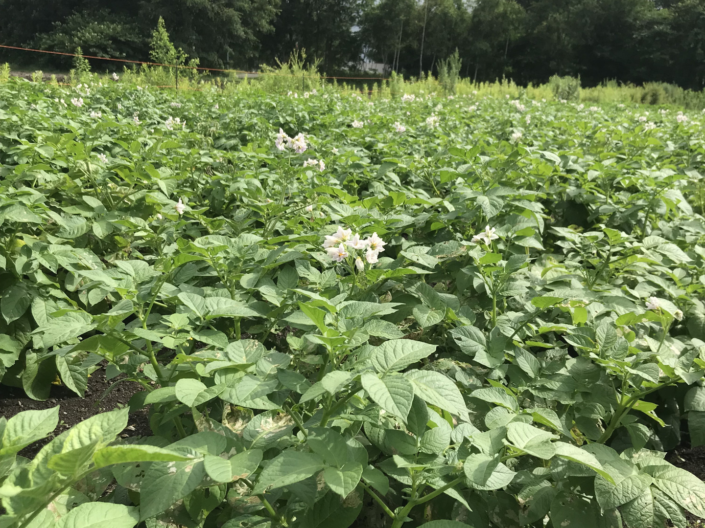 草　①インカのめさめＬ　5Kg　種芋　北海道産　期間中無農薬栽培 草 ①インカのめさめL 5Kg 種芋 北海道産 期間中無農薬栽培
