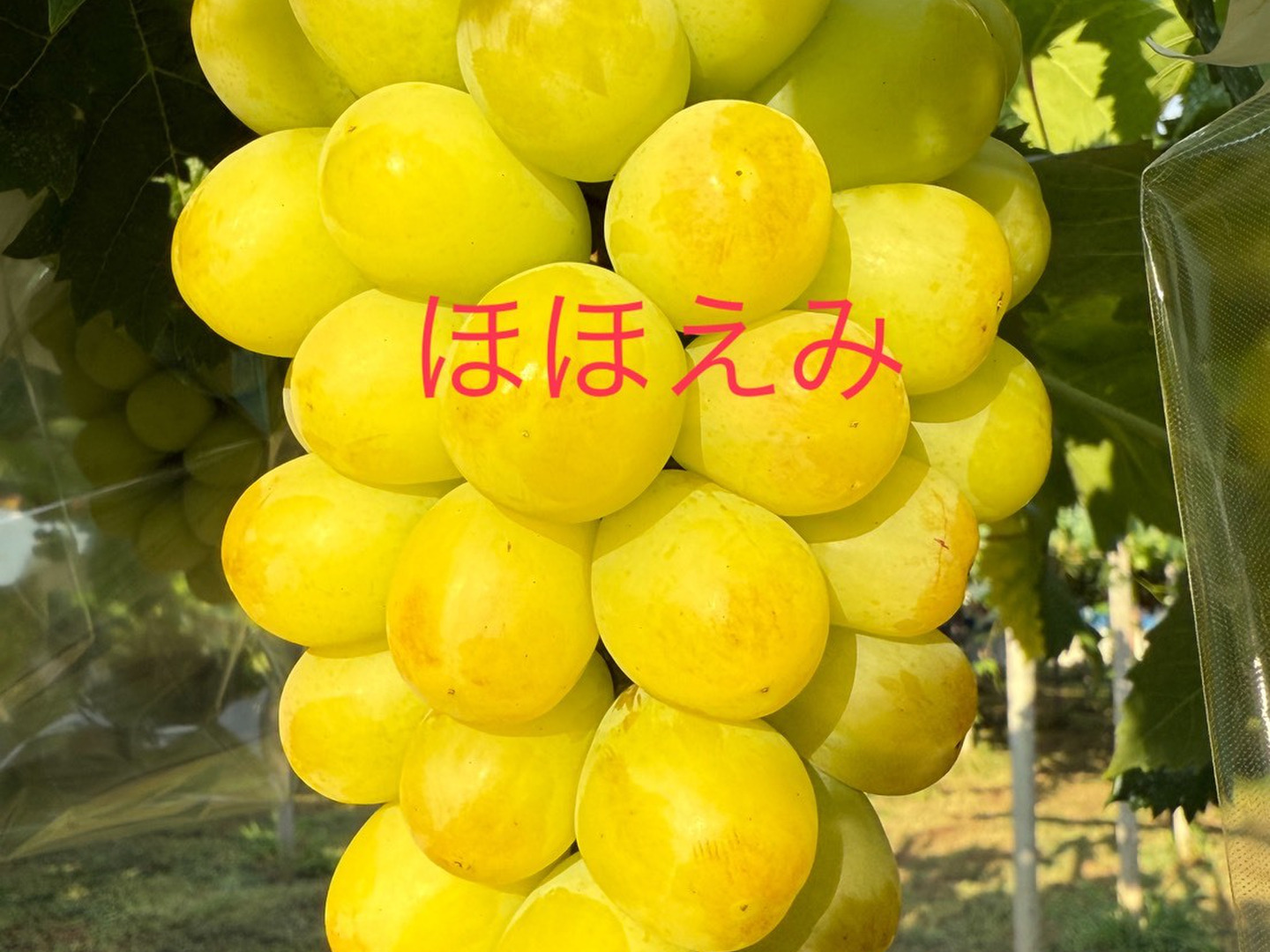 ほほえみ】希少品種 大人気 マツコの知らない世界ネクストシャイン