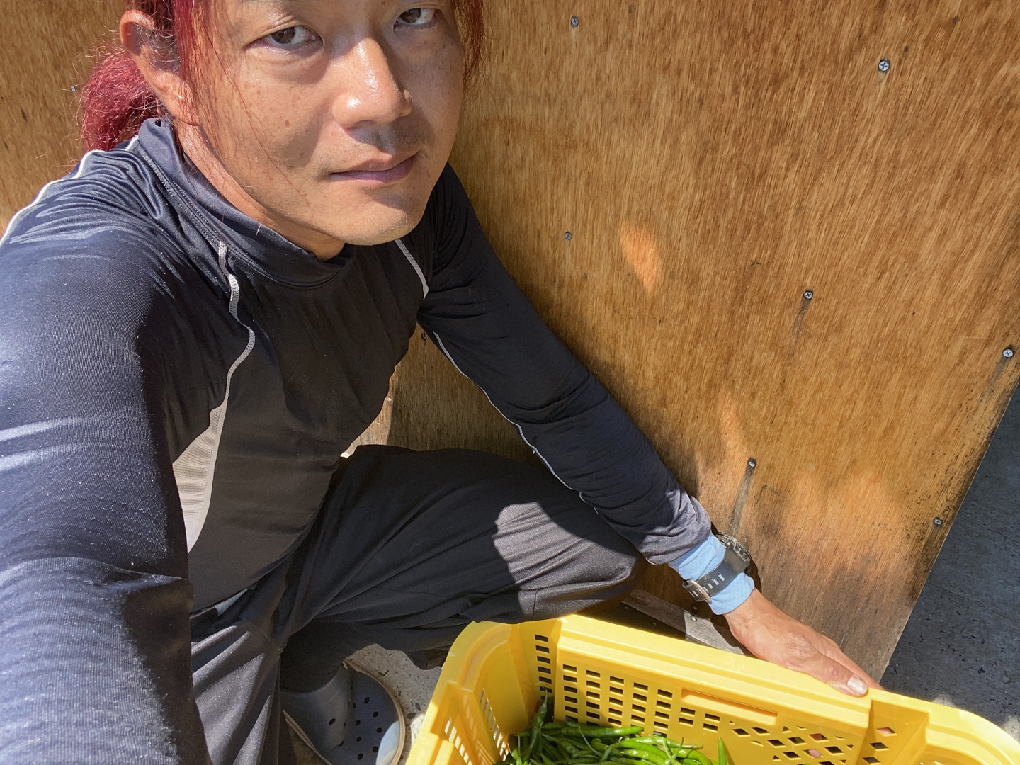 希少！国産青唐辛子500g (ホットパラソルEX)新鮮だから果汁たっぷりの