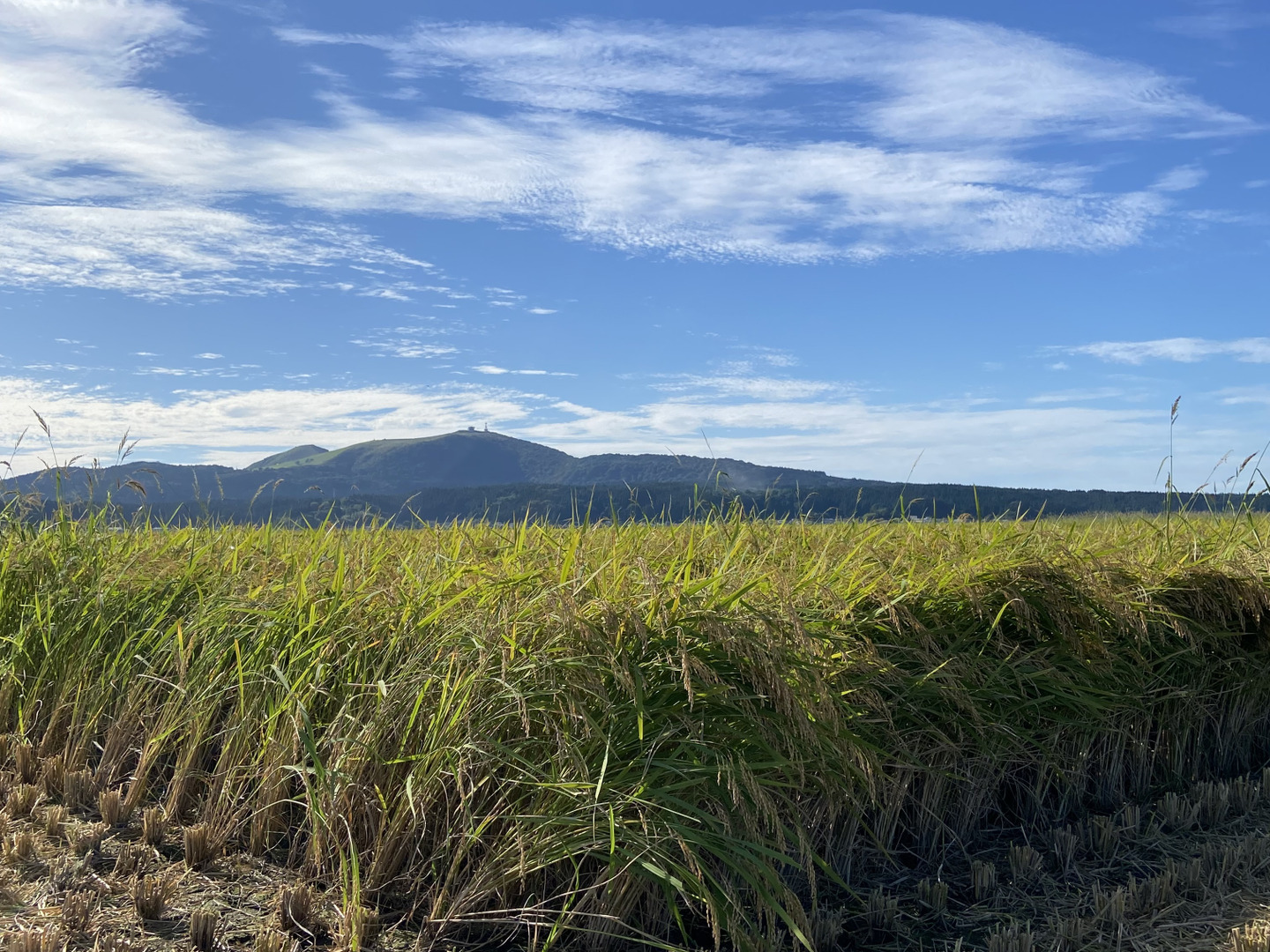 令和7年産新米】あきたこまち 白米25kg：秋田県産のあきたこまち