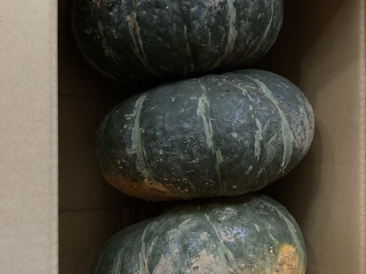 【絶品】 ジェジェジェ！ ホクホク粉系かぼちゃ「ジェジェJ」 10kg（3 シューズ(男性用)