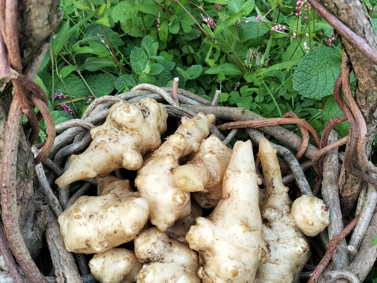 生菊芋自然栽培キクイモ2キロと美味しい野草3種のセット：茨城県