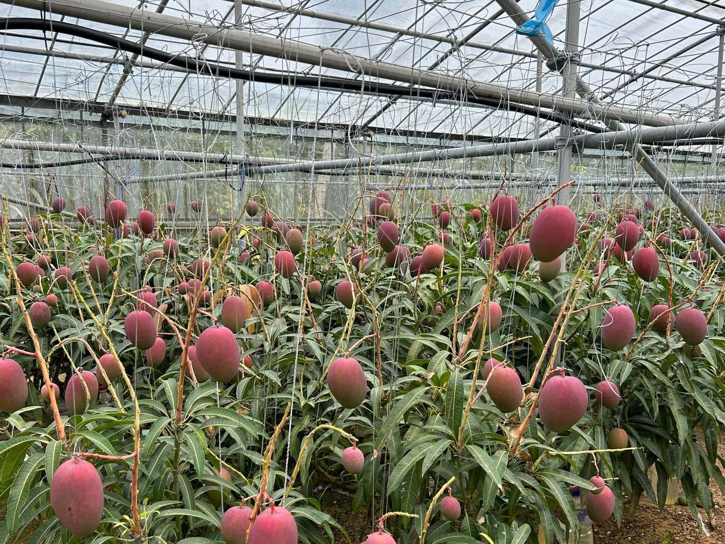 ☆数量限定☆沖縄県今帰仁村産 完熟マンゴー2kg（3~6玉）化粧