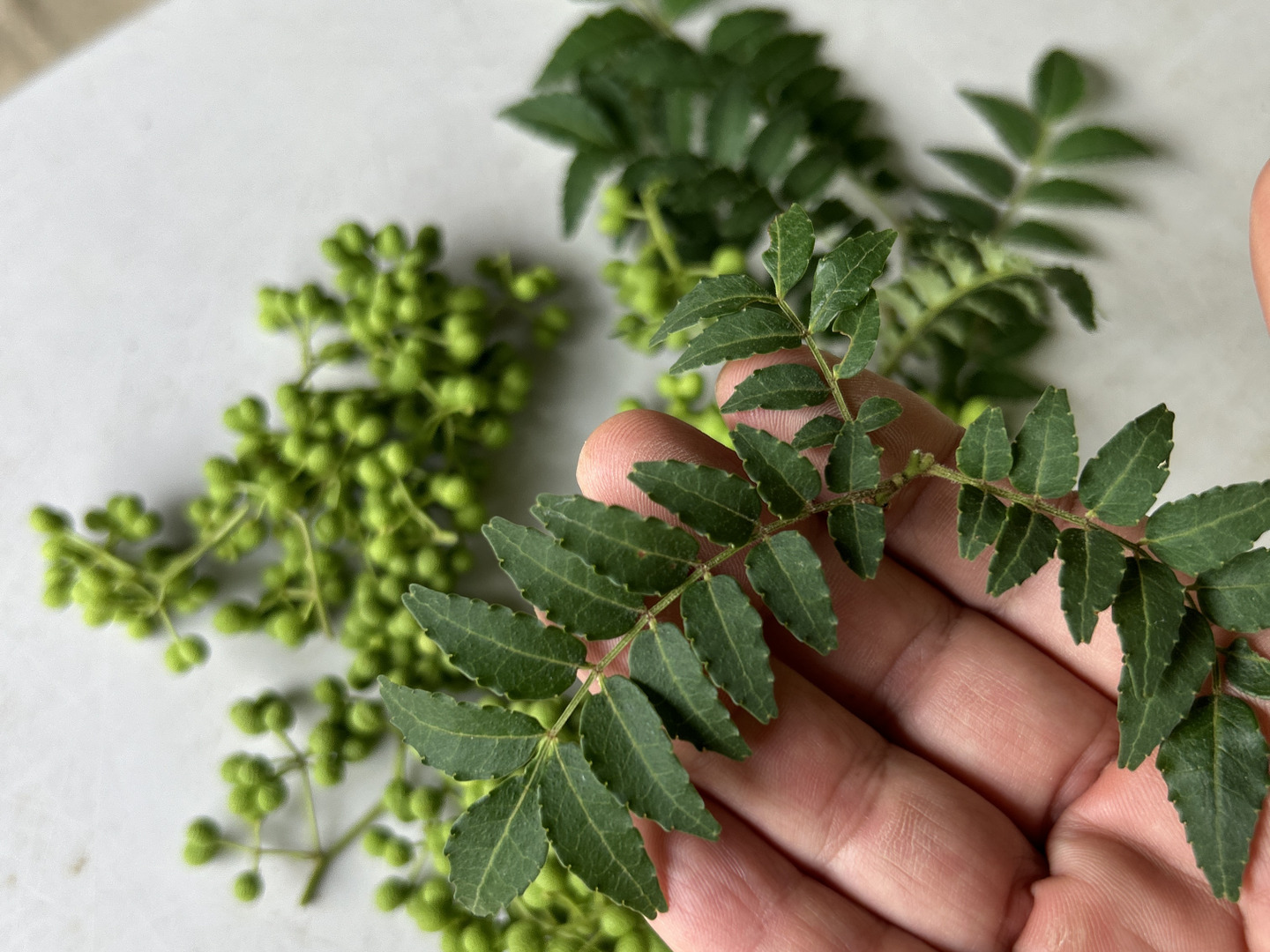 朝倉山椒の木の芽（有機栽培、無消毒生産）