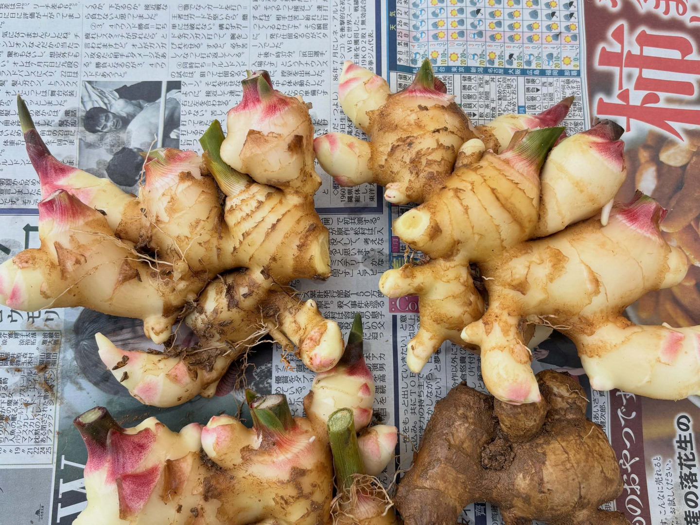 農薬・化学肥料不使用の新生姜1kg｜土佐大生姜・昭さん農園：山口県産