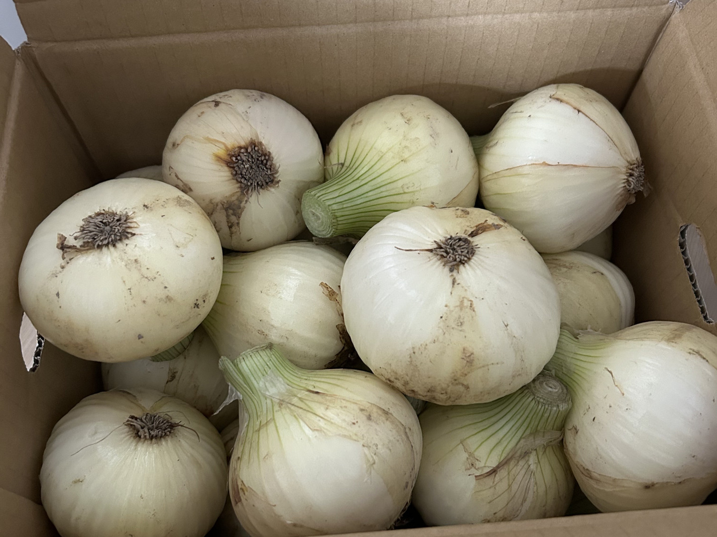 今年最終10箱限定！この時期にしか食べられない♪淡路島新玉ねぎ
