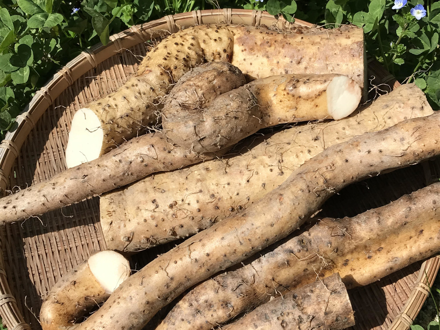 天然自然薯ーー2.6キロ2点 伊豆大島産 天然自然薯2.6㎏