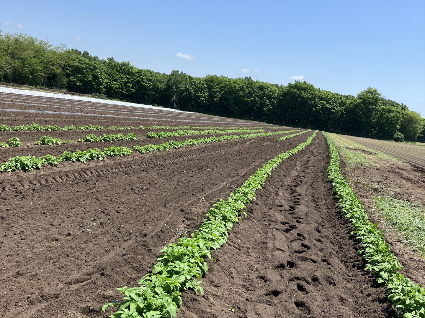 令和6年産北海道産大豆8k　農薬・化学肥料・除草剤未使用 やさいバス/北海道産有機大豆 1kg 農薬・化学肥料・除草剤不使用