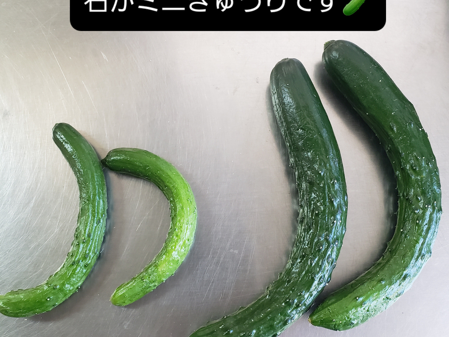 農家直送　ミニきゅうり パリパリ！おやつ・おつまみに最適ミニきゅうり 5kg【FGAP取得