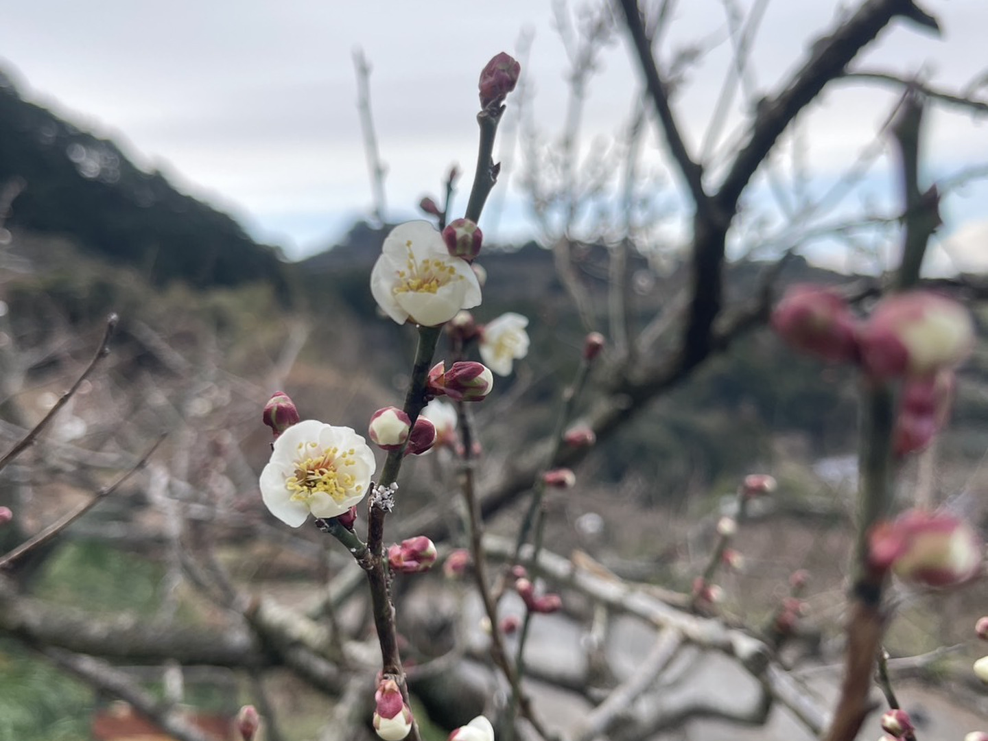 農薬不使用 梅 5kg『花花花花』 農薬不使用 和歌山県産 南高梅 青梅 Lから3L混合 傷あり 箱込