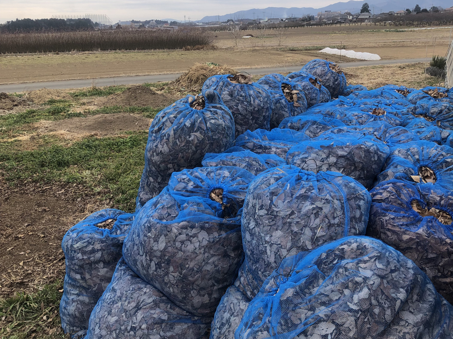 オープンセール 福袋 ヤーコン5kg 農薬化学肥料不使用：茨城県産のヤーコン｜食べ その他