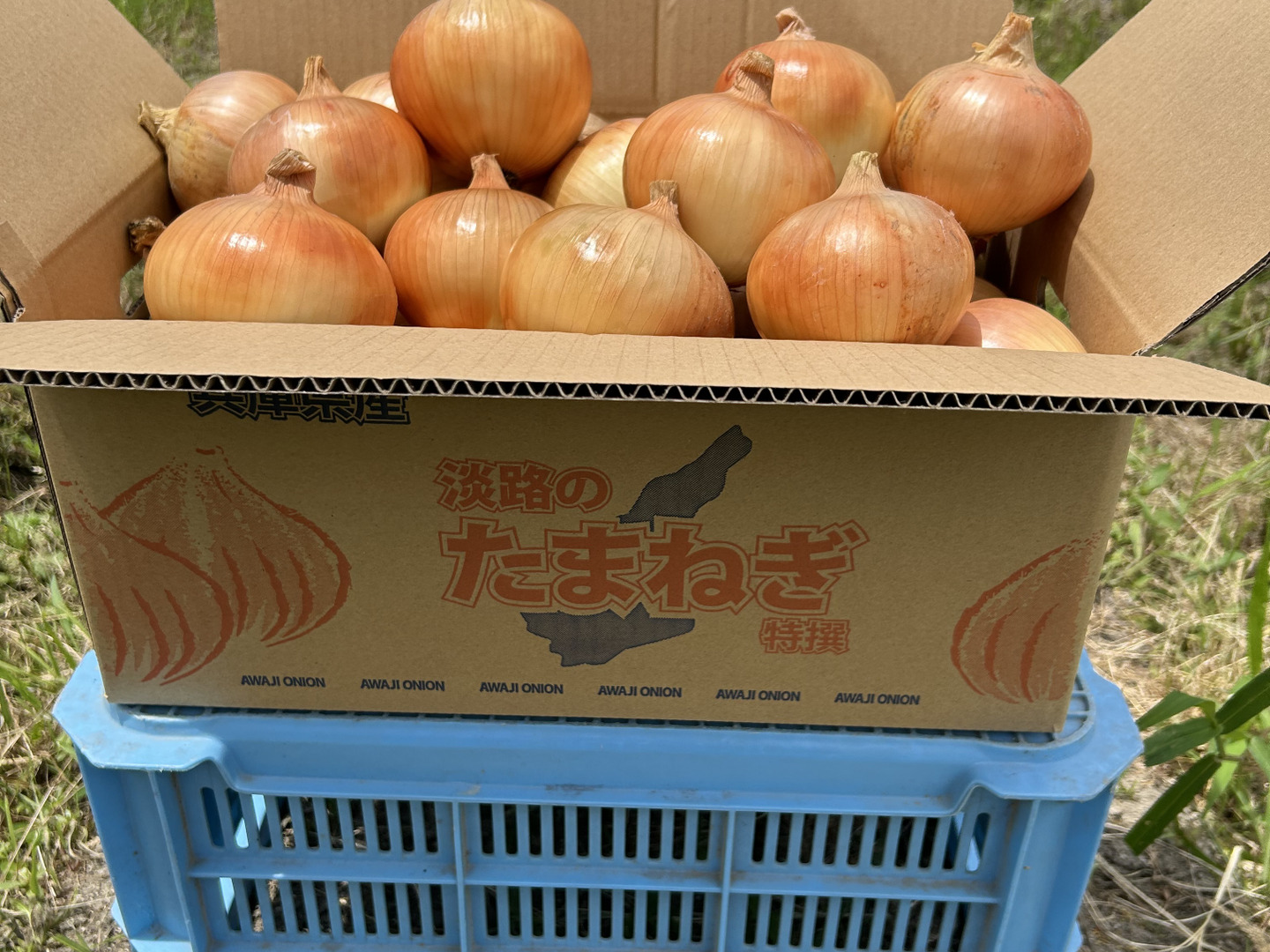 淡路島玉ねぎ 赤玉10kg ターザン10kg 淡路島産玉ねぎ中生ターザン10キロ - メルカリ