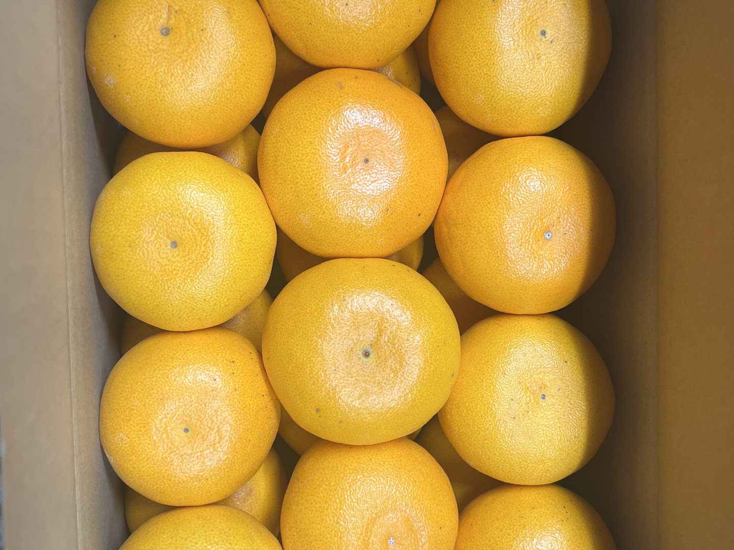 せとか24玉：和歌山県産のみかん・柑橘類｜食べチョク｜産地直送(産直