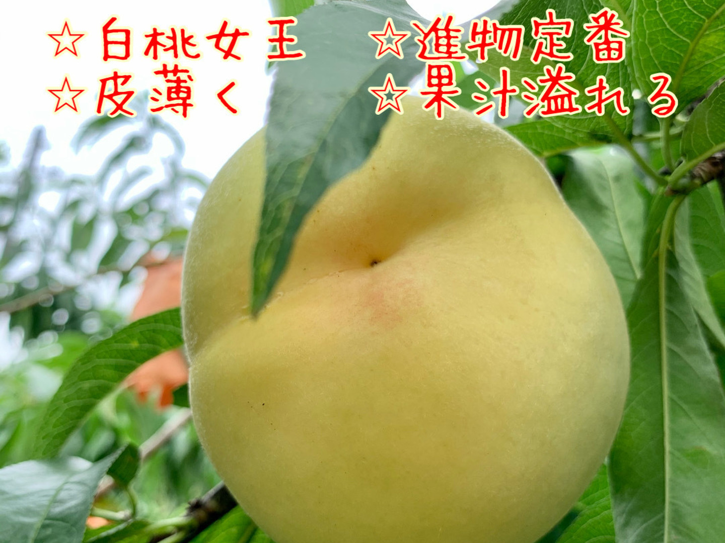 岡山県産【白桃女王清水】訳あり約3.75kg箱12~18個入り：岡山県