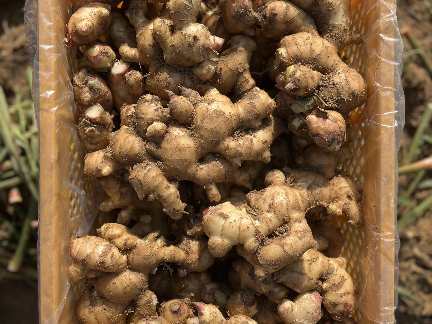 予約販売】1kg （ちょっとよかショウガ）熊本の大地の恵みで育て