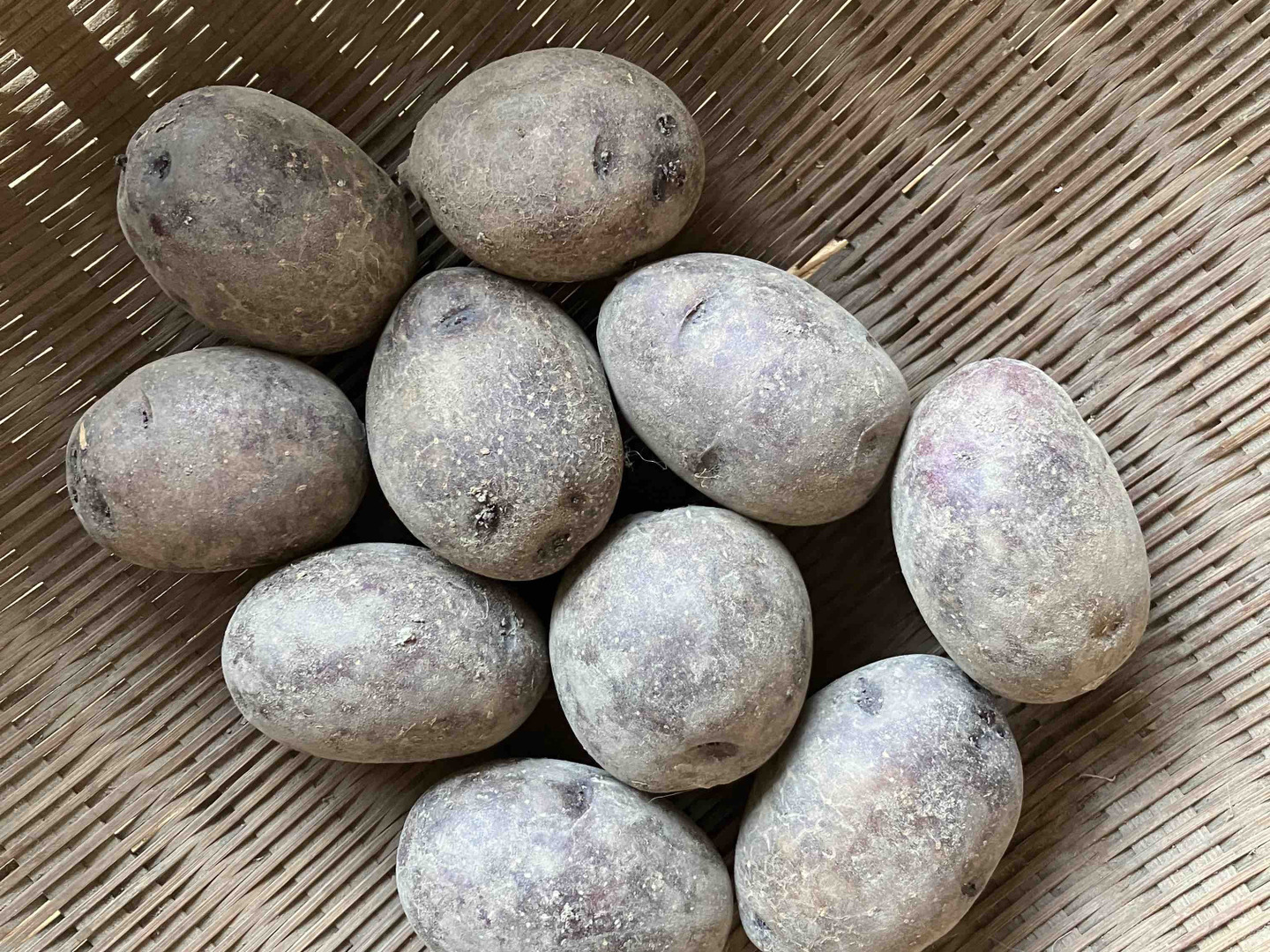 種芋に◎】農薬・肥料不使用 自然栽培グラウンドペチカ（20個