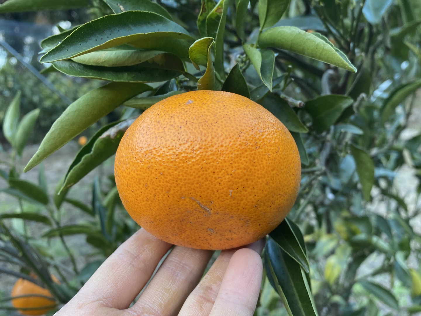 【公式】 愛媛県産 （箱込み）：愛媛県産の 5kg せとか 島育ち 瀬戸内海 果物