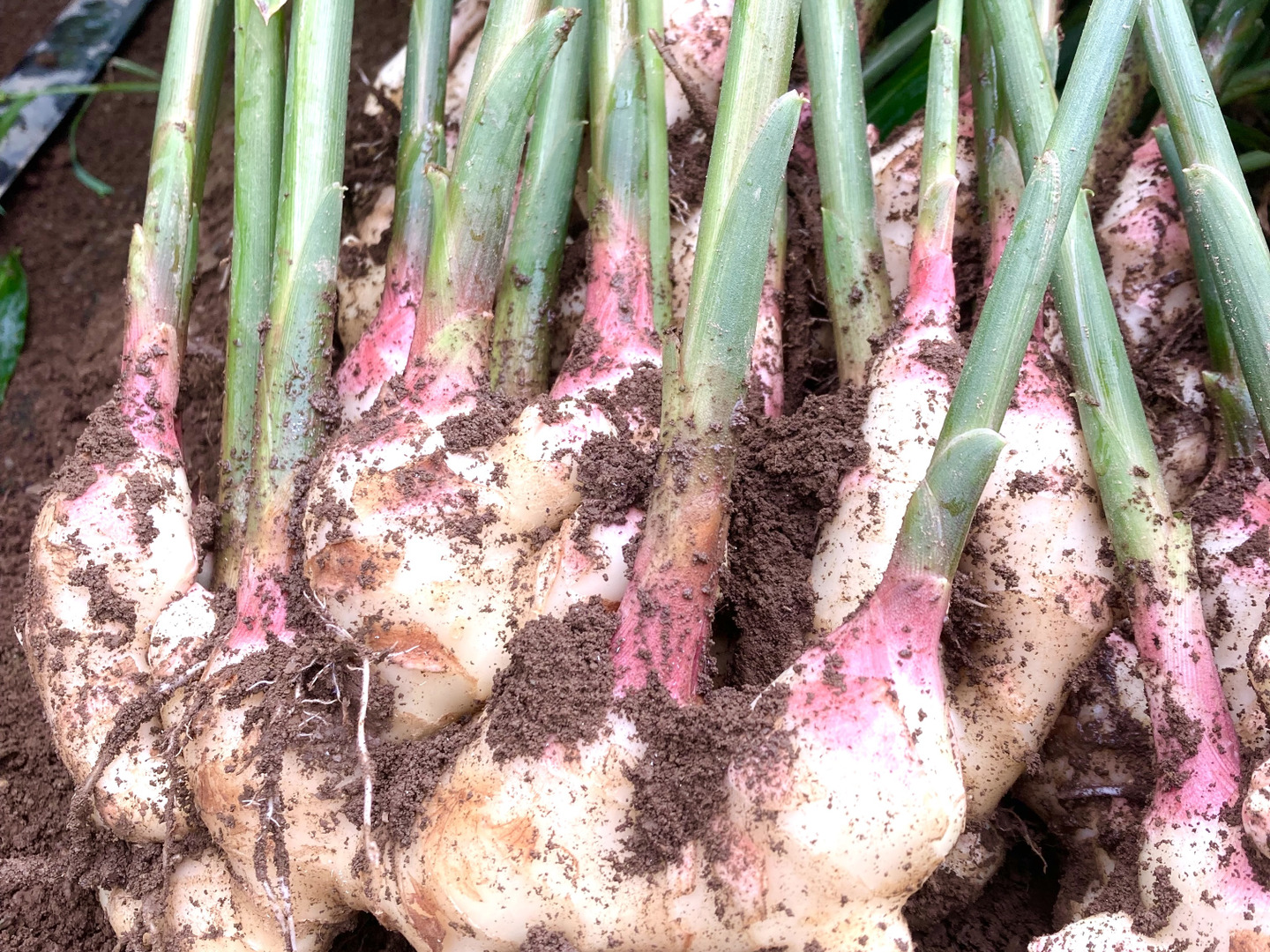 朝どれ新生姜　高知県産　5kg（箱別）5\26〜収穫、発送 newginger_2kg.jpg?fitin=720:720