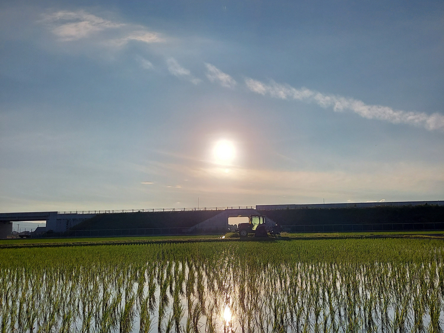 ⭐︎新米⭐︎令和6年　七夕こしひかり10kg 数量限定　佐賀県産幻のお米　送料込 ⭐︎新米⭐︎令和6年 七夕こしひかり10kg 数量限定 佐賀県産幻の