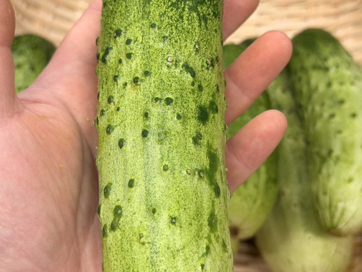 希少品種】わんぱく坊主きゅうり 1kg（6~9本程度） 驚きのパリシャキ食