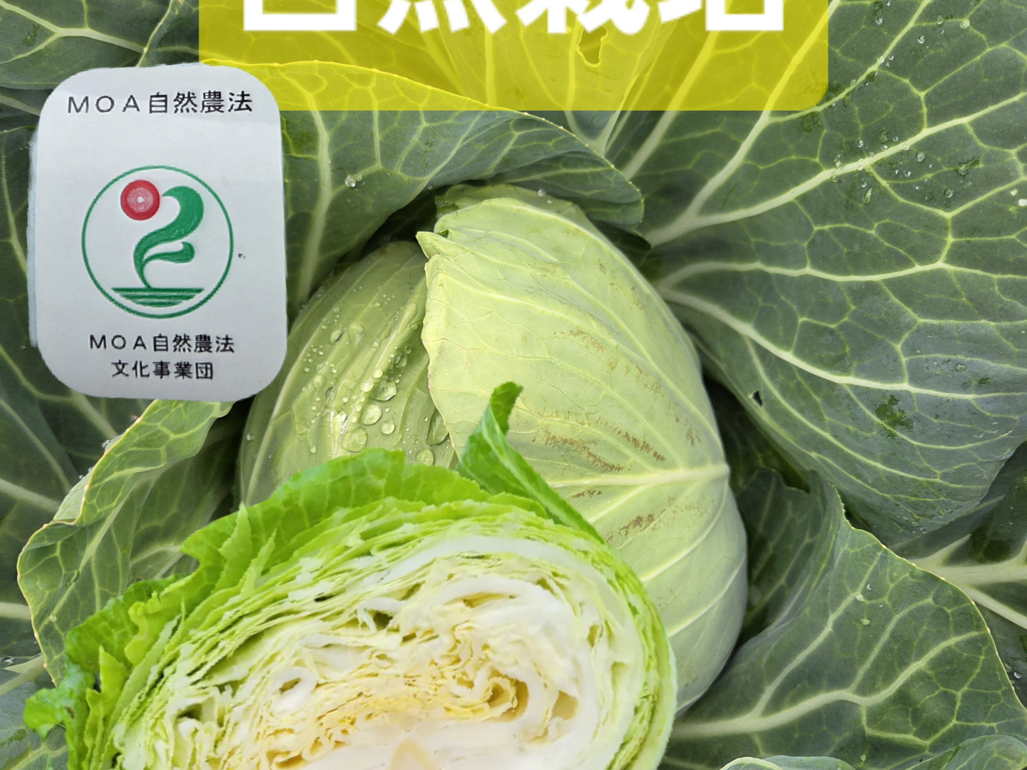 自然栽培キャベツ 2キロ前後：青森県産の野菜｜食べチョク｜産地直送