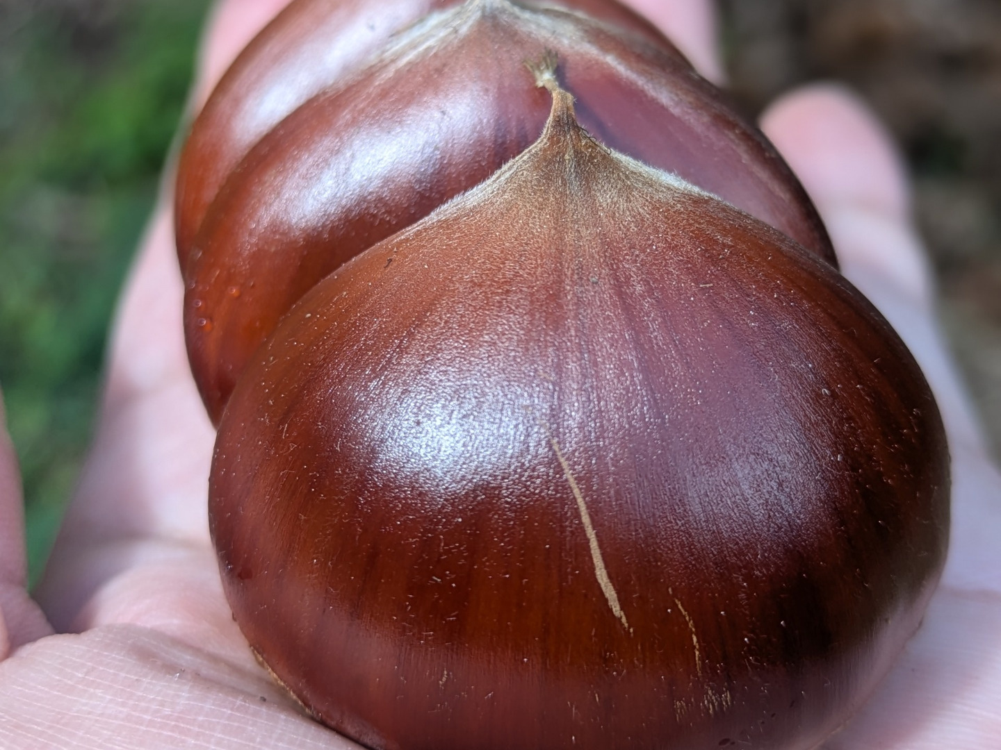 笠間の栗】渋皮煮に最適！筑波4L(1kg) 温湯殺虫済：茨城県産の筑波