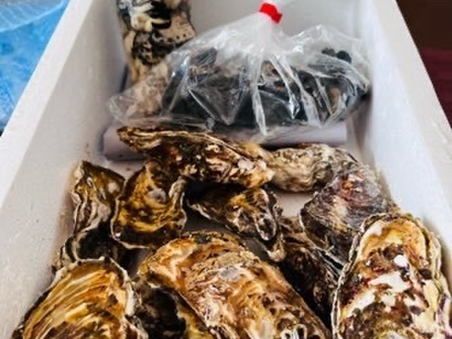 楽天市場】牡蠣 殻付き 生牡蠣 加熱用【10％OFFクーポン有】生