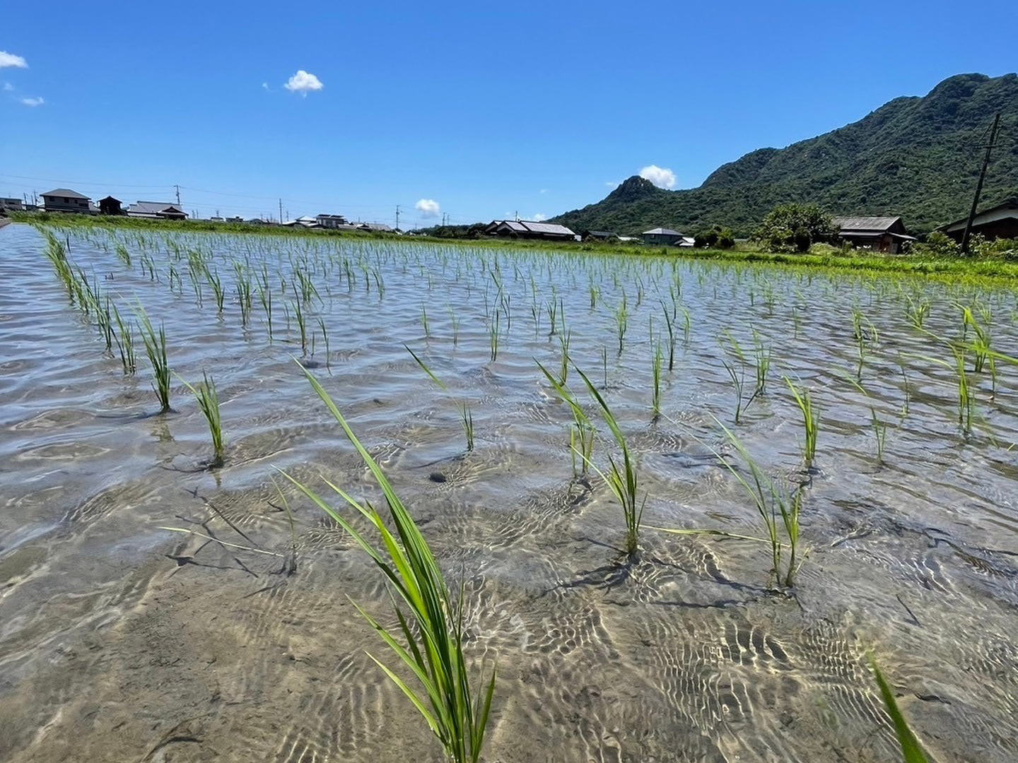 高速 割引 2025 東日本 旭米 10年以上の自家採種 自然栽培米 10キロ玄米：山口県産のお 米/穀物