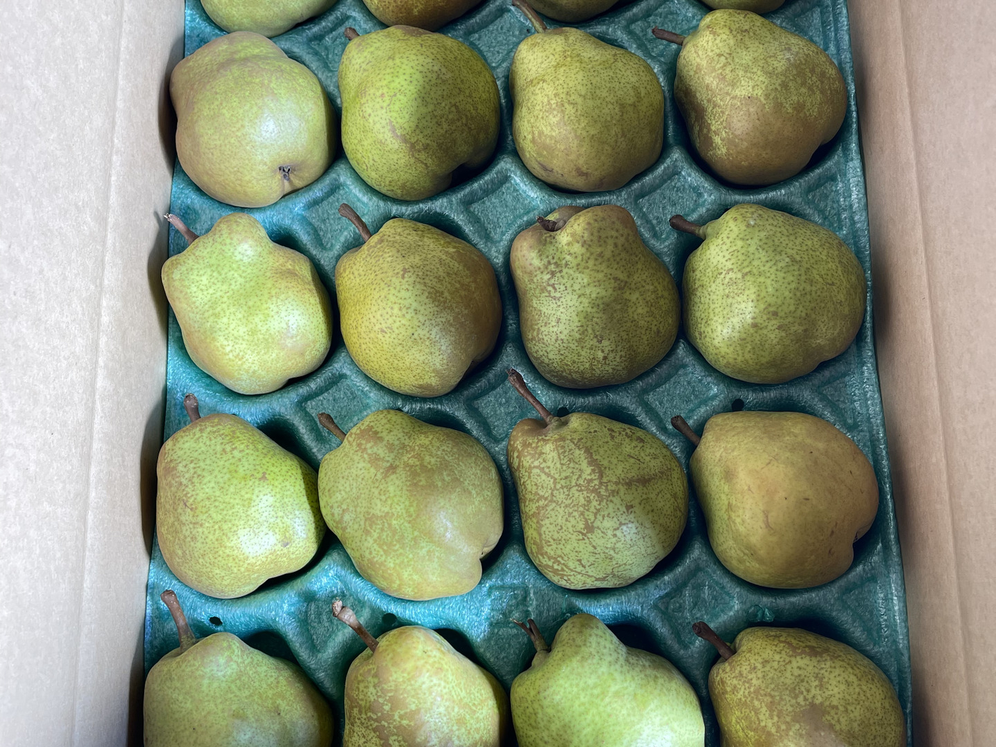 山形県産摘果ラフランス20キロかたい硬い 山形県産摘果ラフランス20