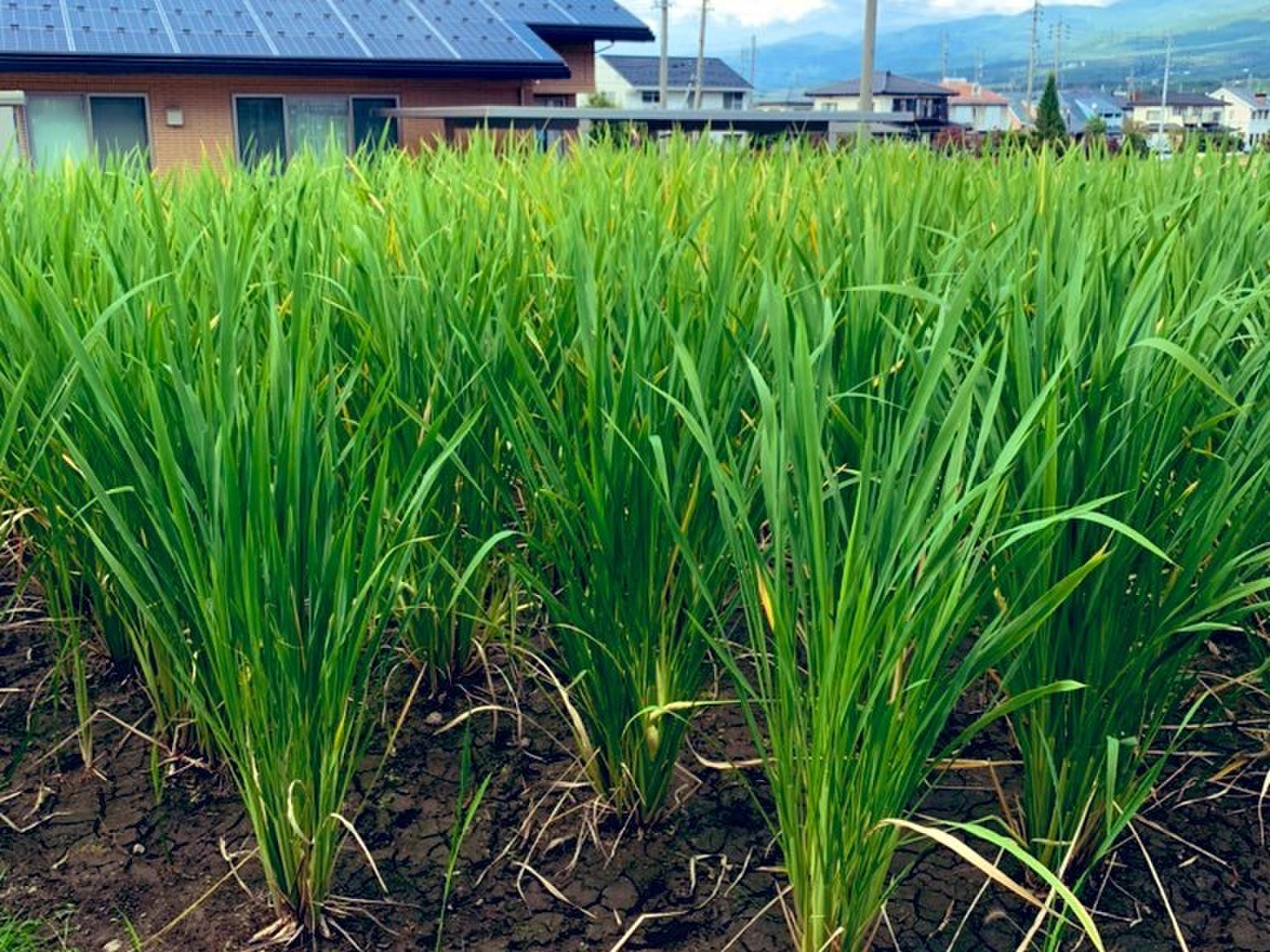 マコモタケがとれる真菰の苗20本~25本 自然栽培 完全無農薬