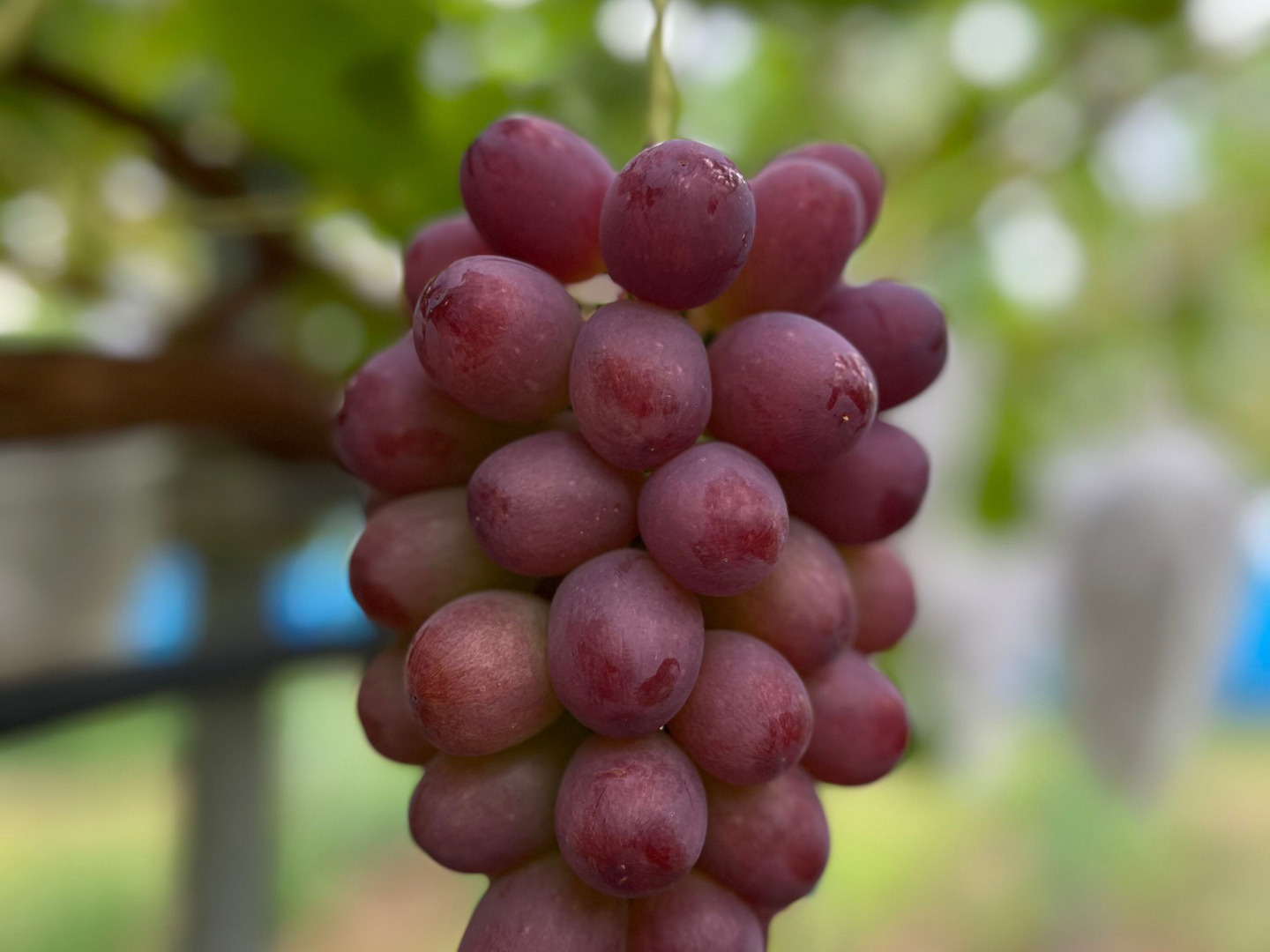 信州産　クイーンルージュ™︎  2kg rouge2kg_1710059517516.jpg