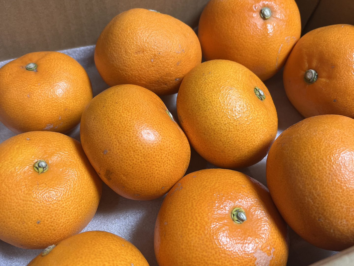 【予約受付中】 柑橘の大トロ！】せとか（ご家庭用・2㎏）：愛媛県産のみかん 果物