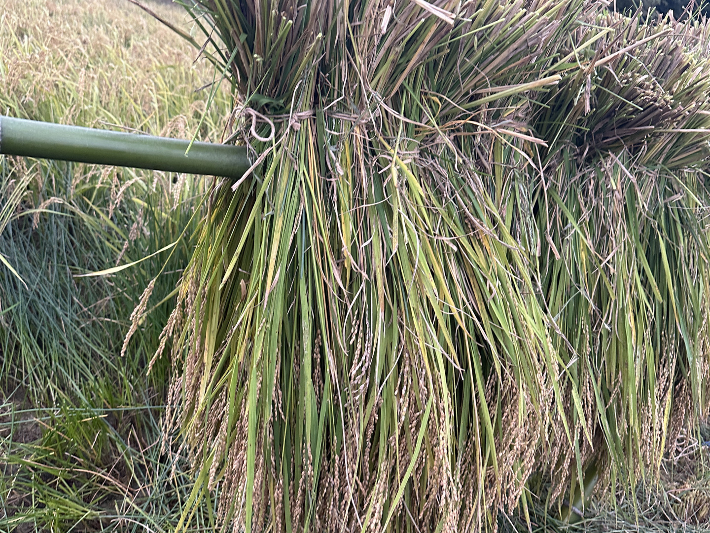 自然農法】白米1kg〈あいちのかおり〉：愛知県産のお米｜食べ