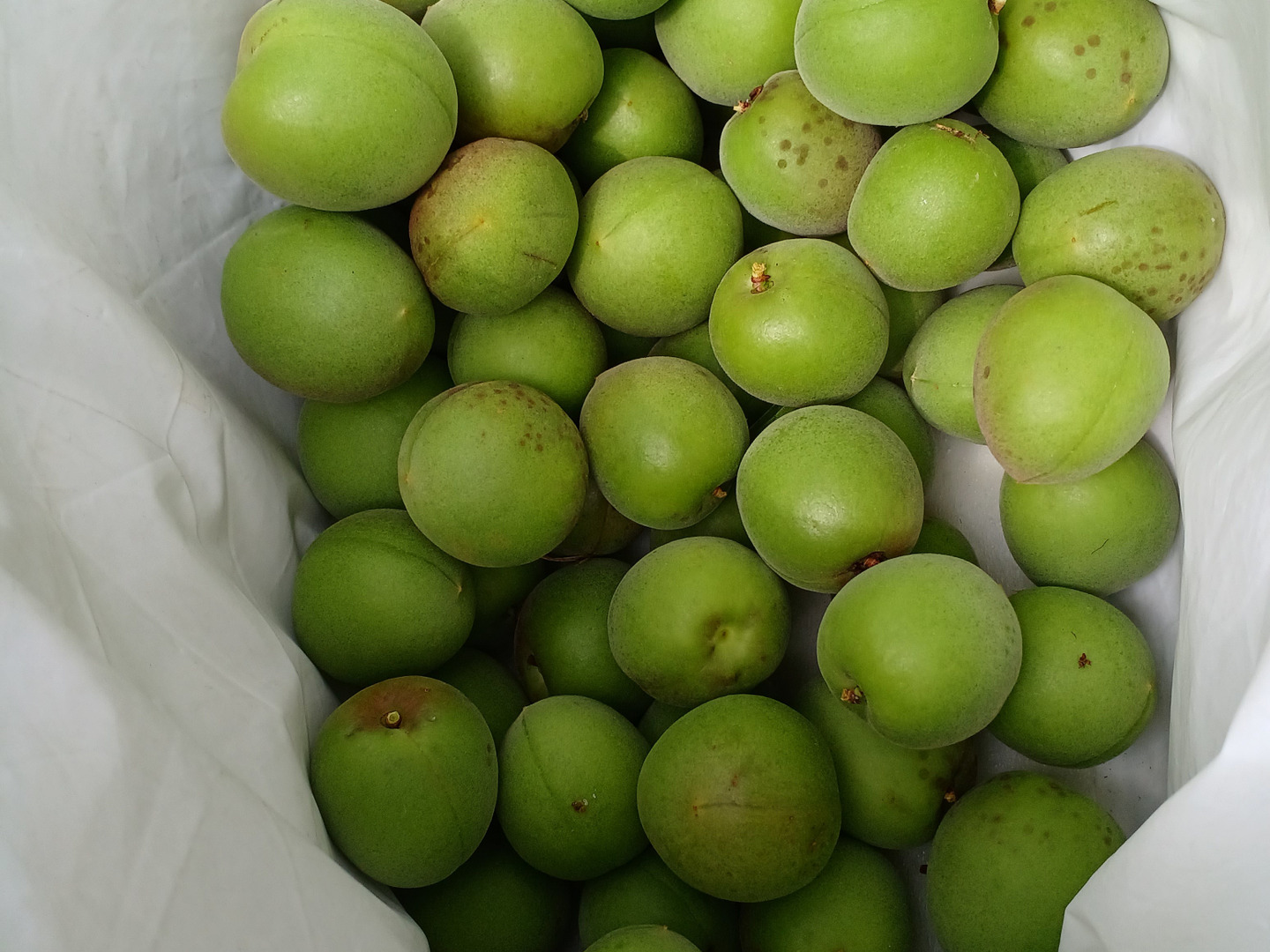 有機JAS 紅映梅 青梅 5kg：福井県産の果物｜食べチョク